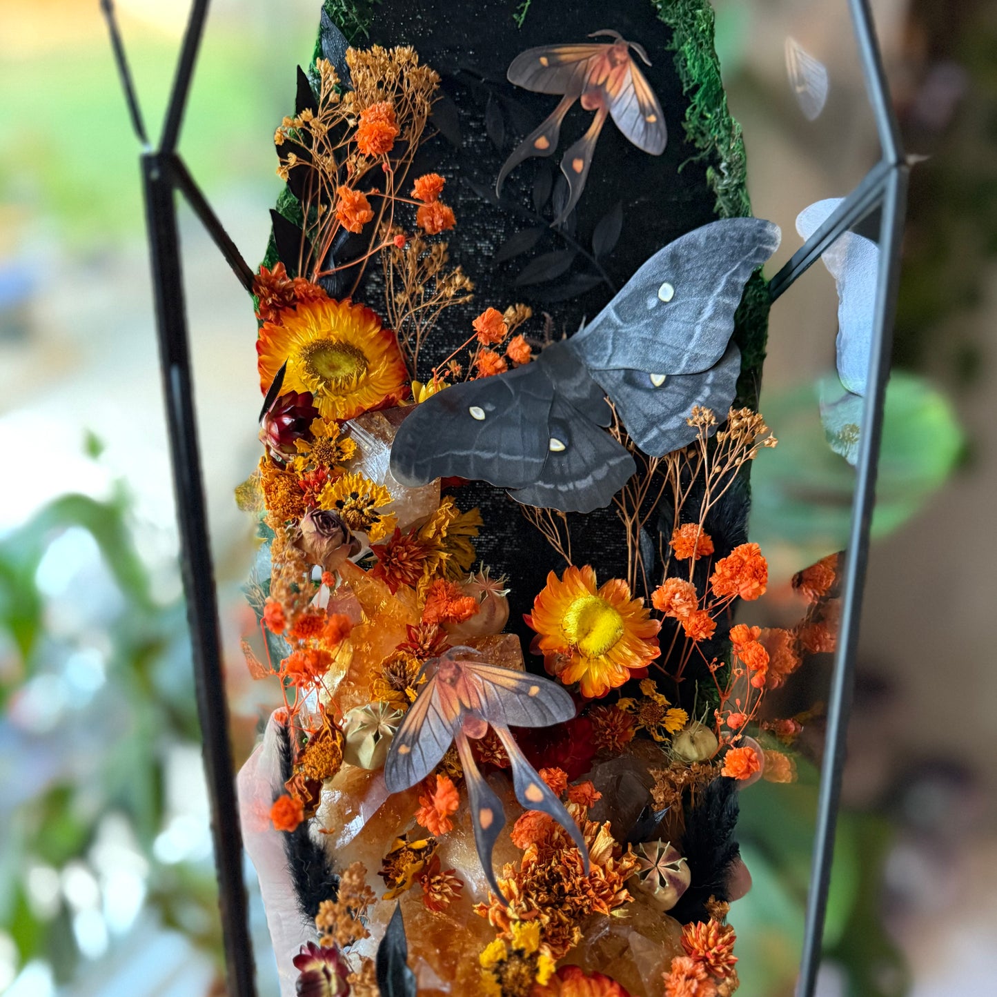 ✨The Citrine Hollow✨