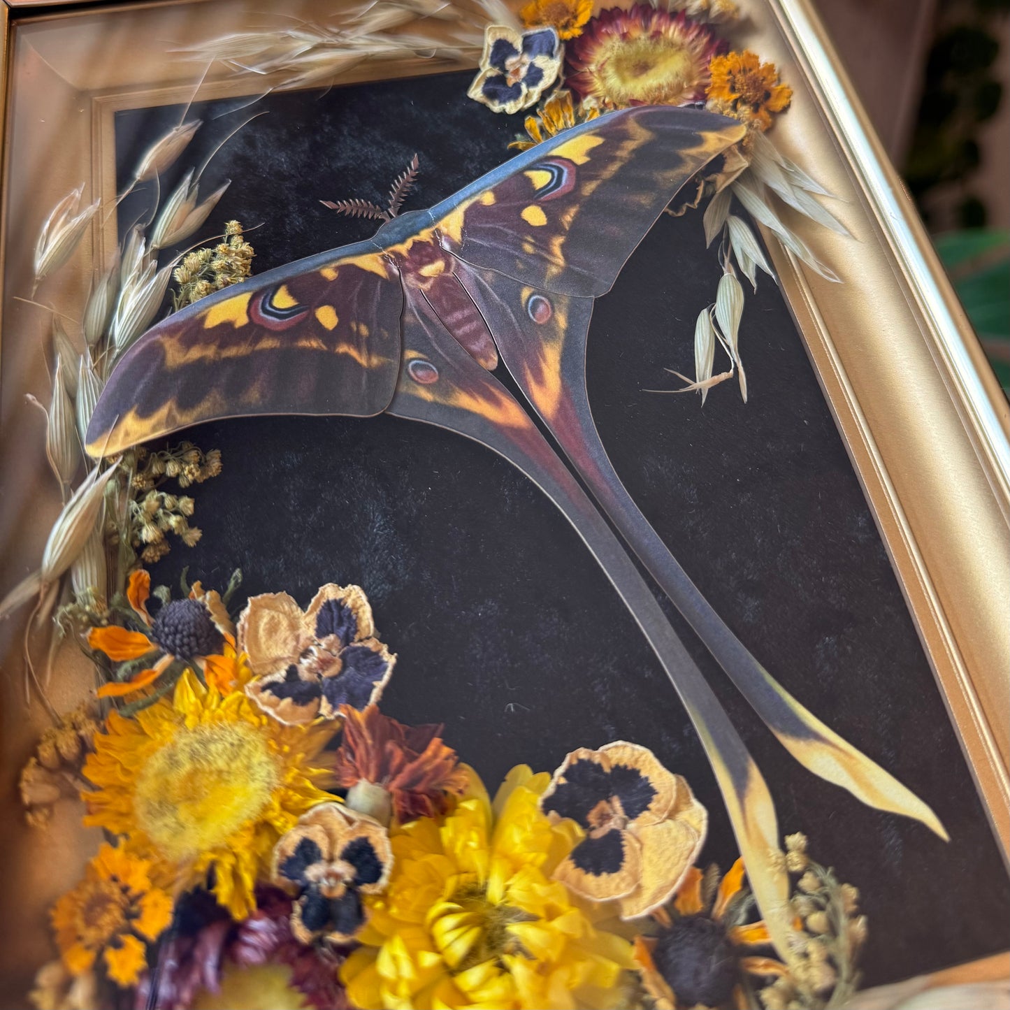 ✨Harvest Winged Bloom✨