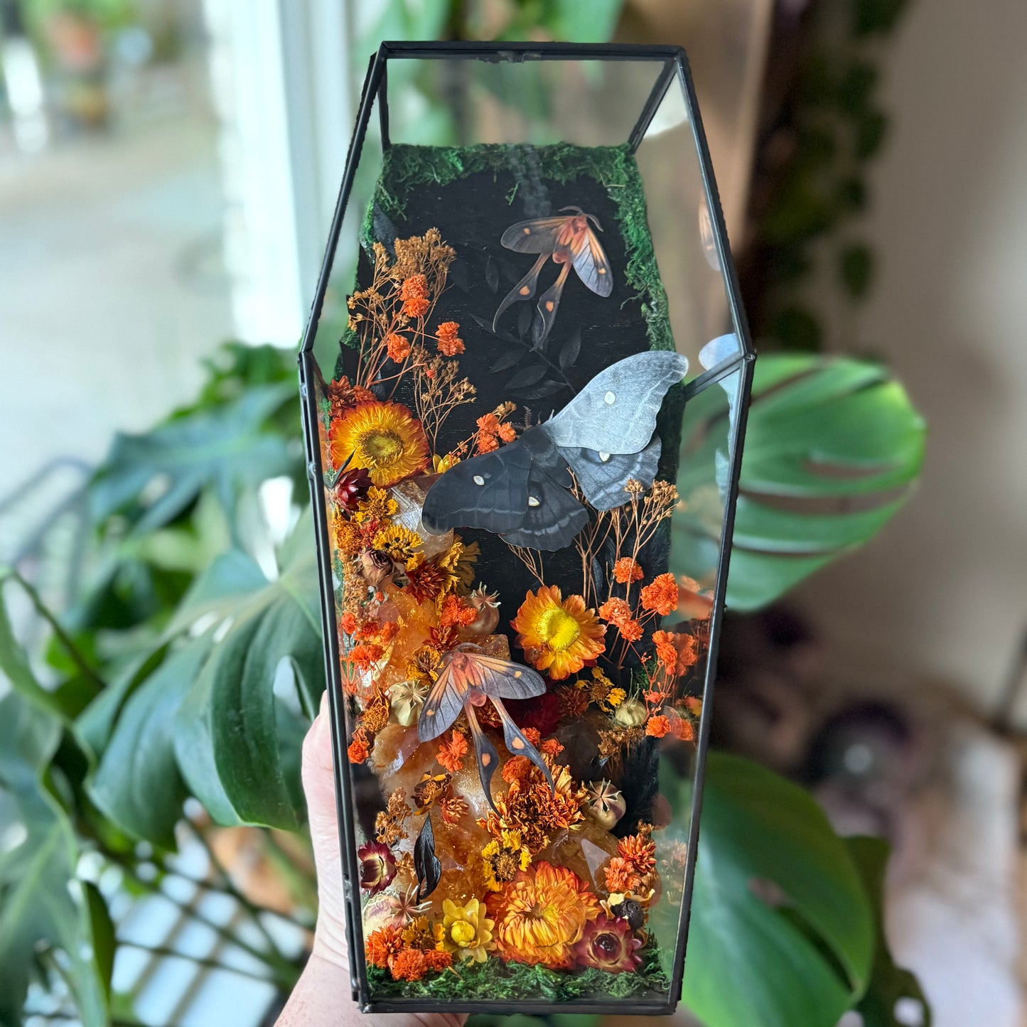 ✨The Citrine Hollow✨