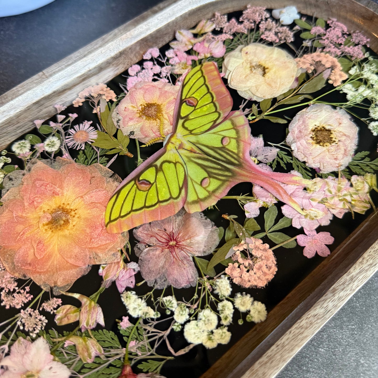 Hybrid Luna Moth Tray