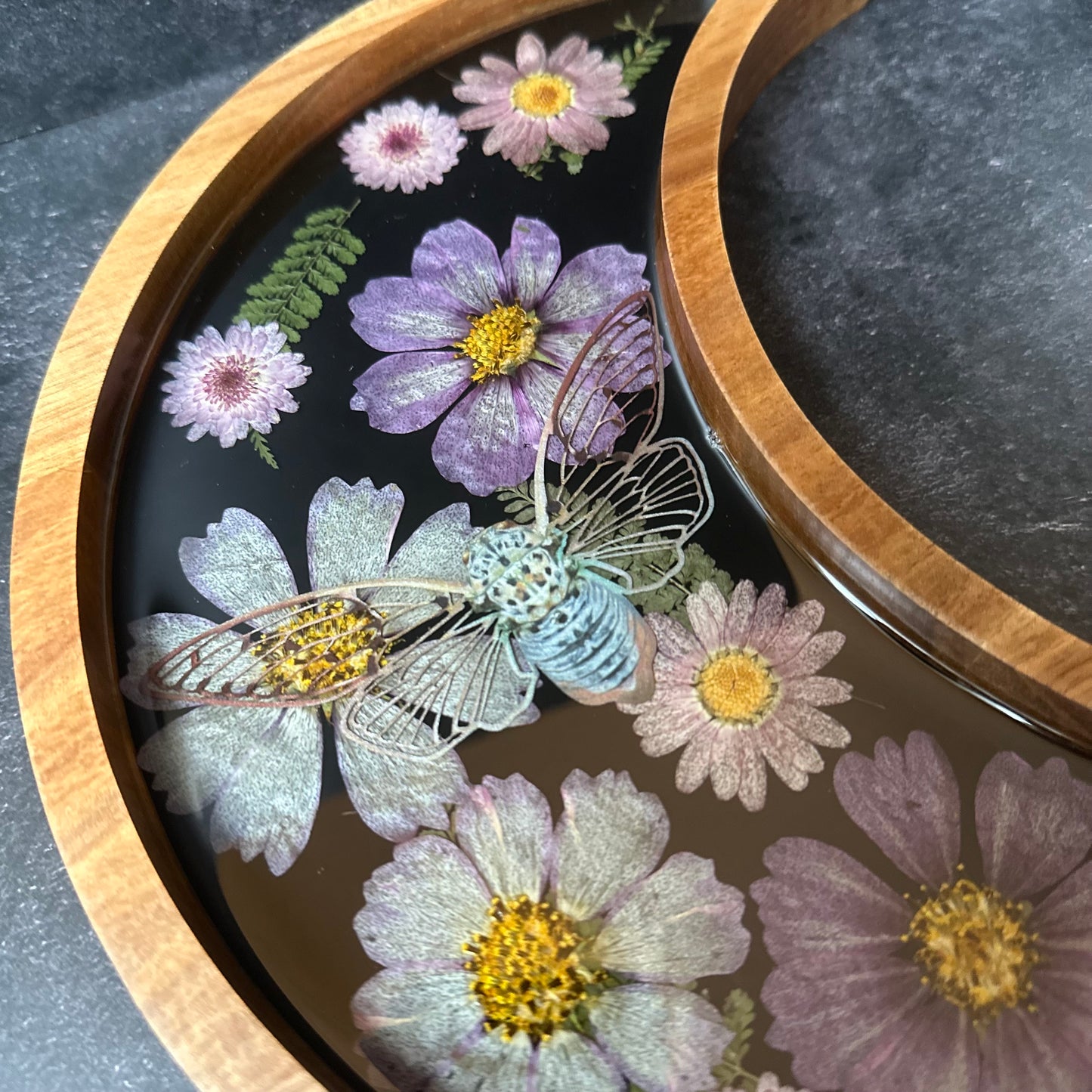 Crescent Moon Cicada Tray