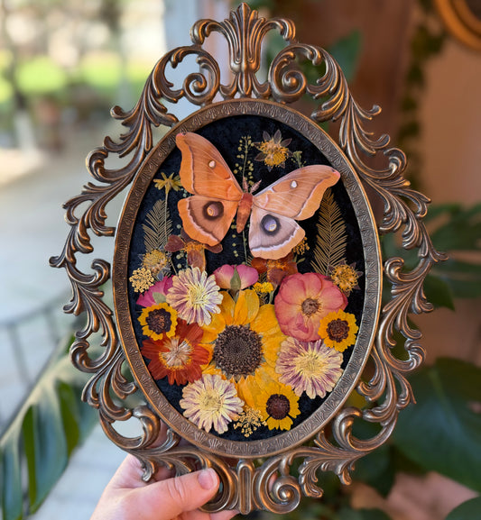 ✨Summer’s Golden Wings✨