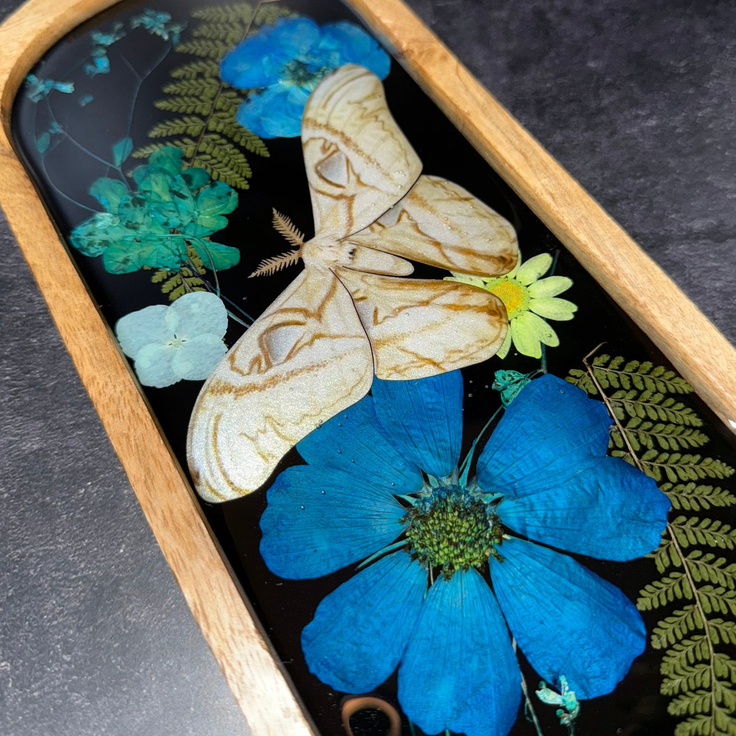 Attacus Moth Dreams Tray