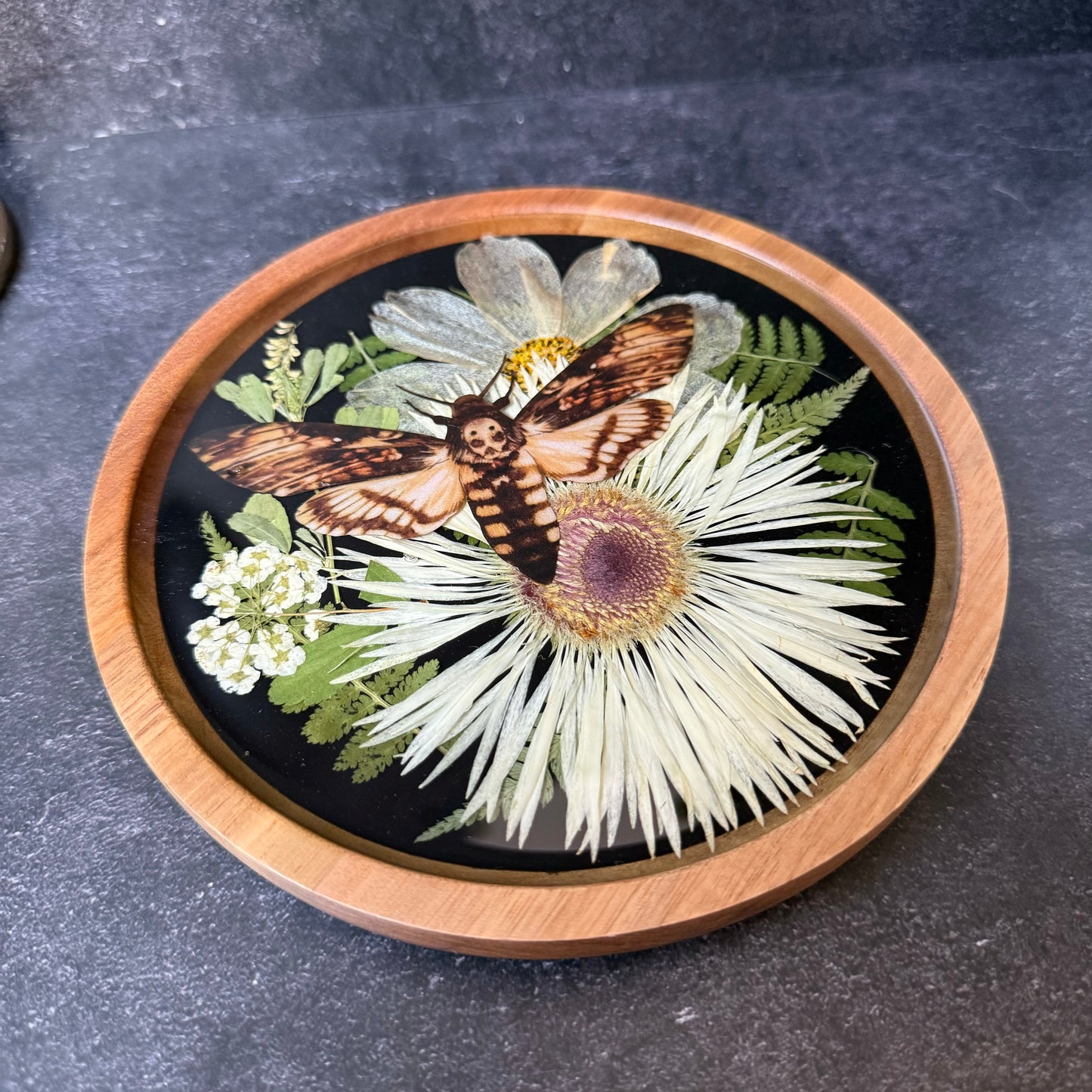 Round Death’s Head Moth Tray