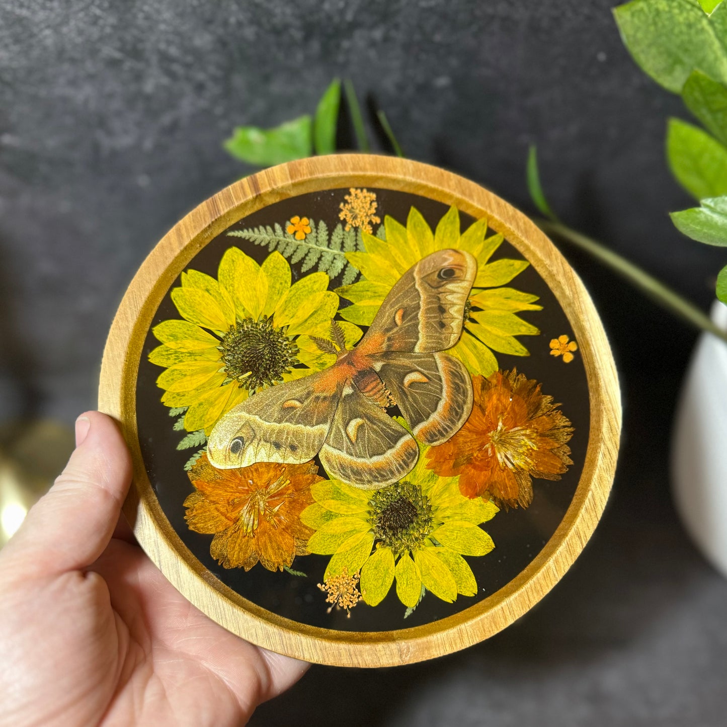 Round Crecopia Moth Tray