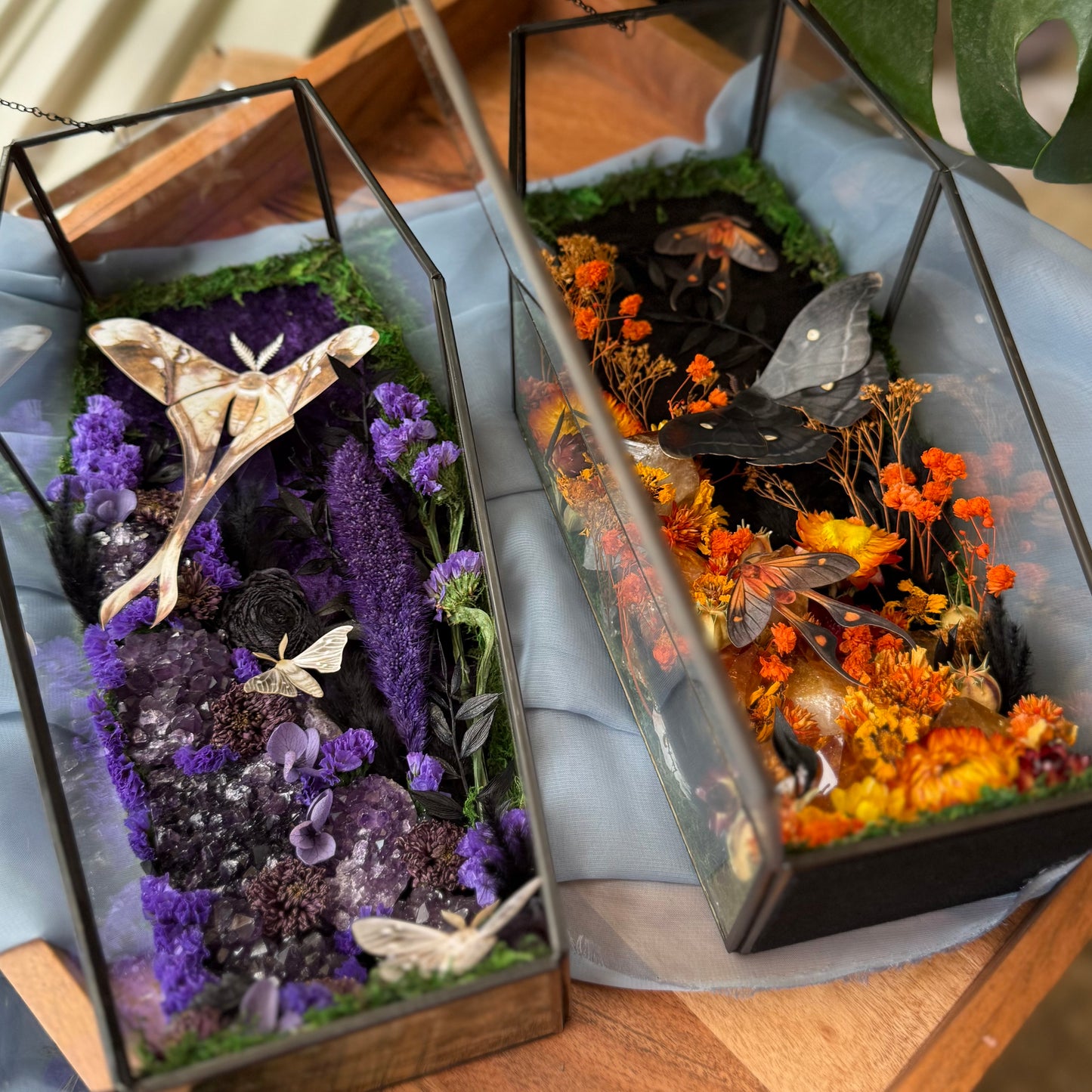 ✨The Citrine Hollow✨