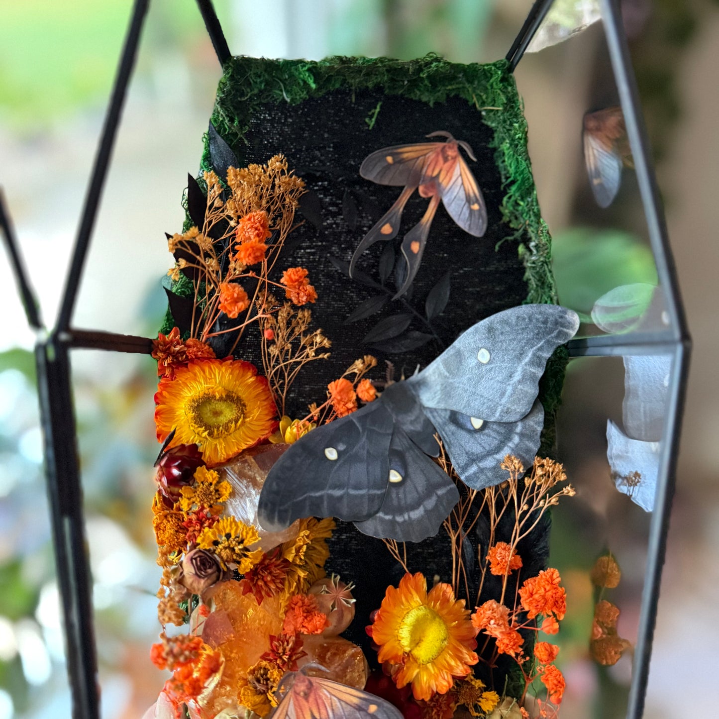 ✨The Citrine Hollow✨