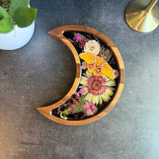 Crescent Moon Madagascan Bullseye Silk Moth Tray