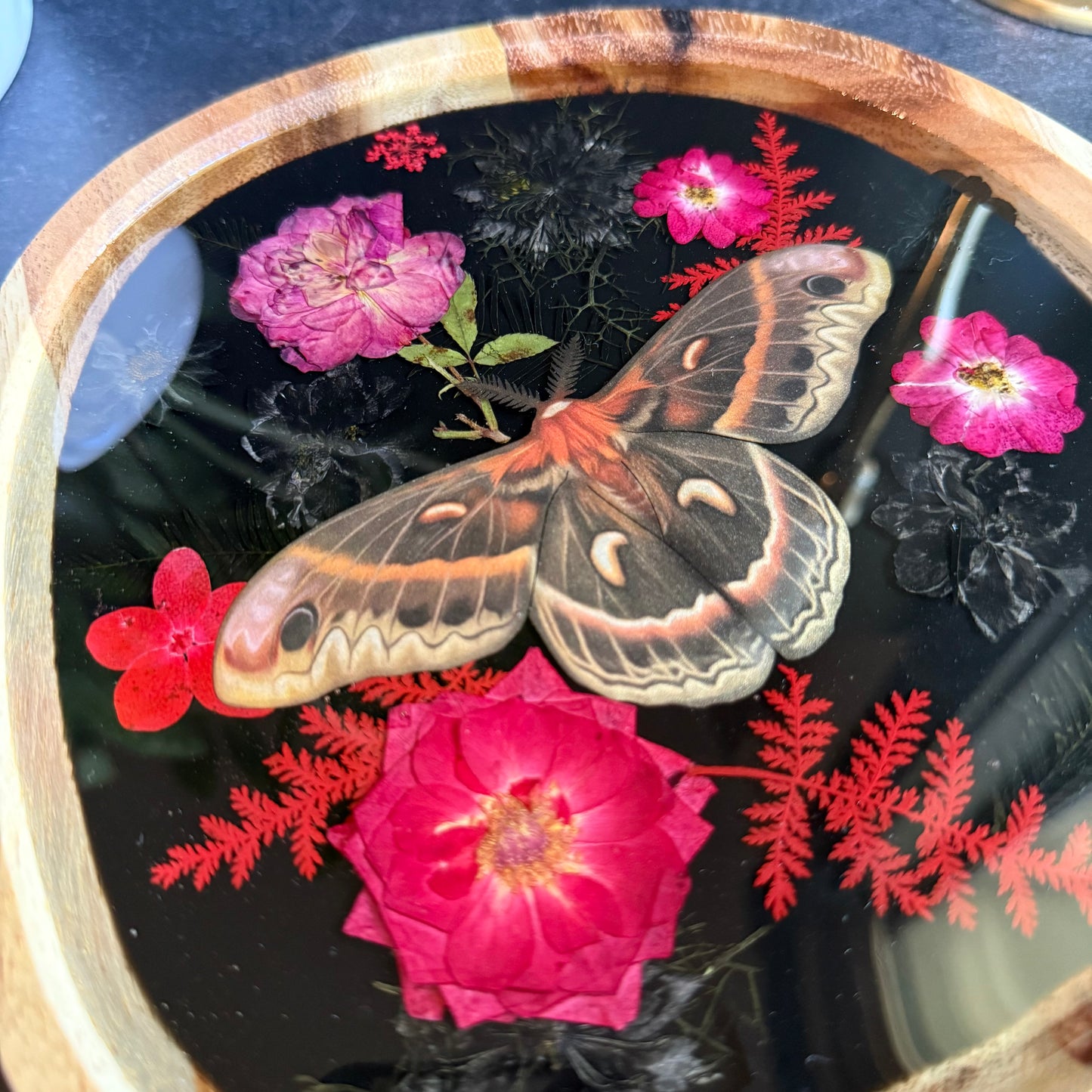 Irregular Cecropia Moth Tray