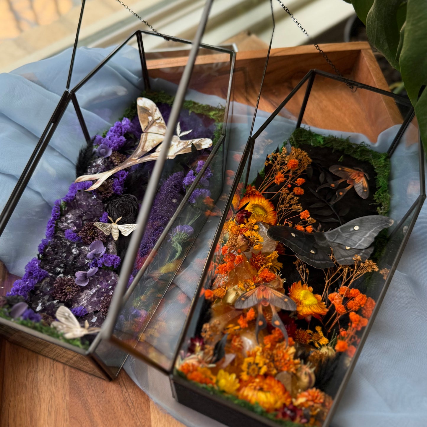 ✨The Citrine Hollow✨