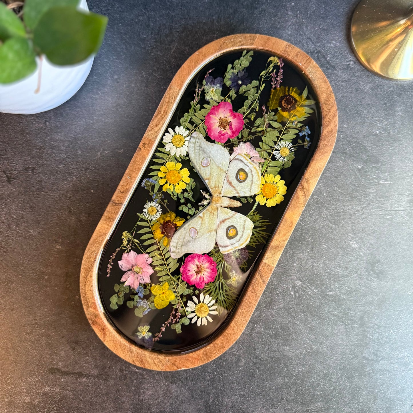 Emperor Gum Moth Tray