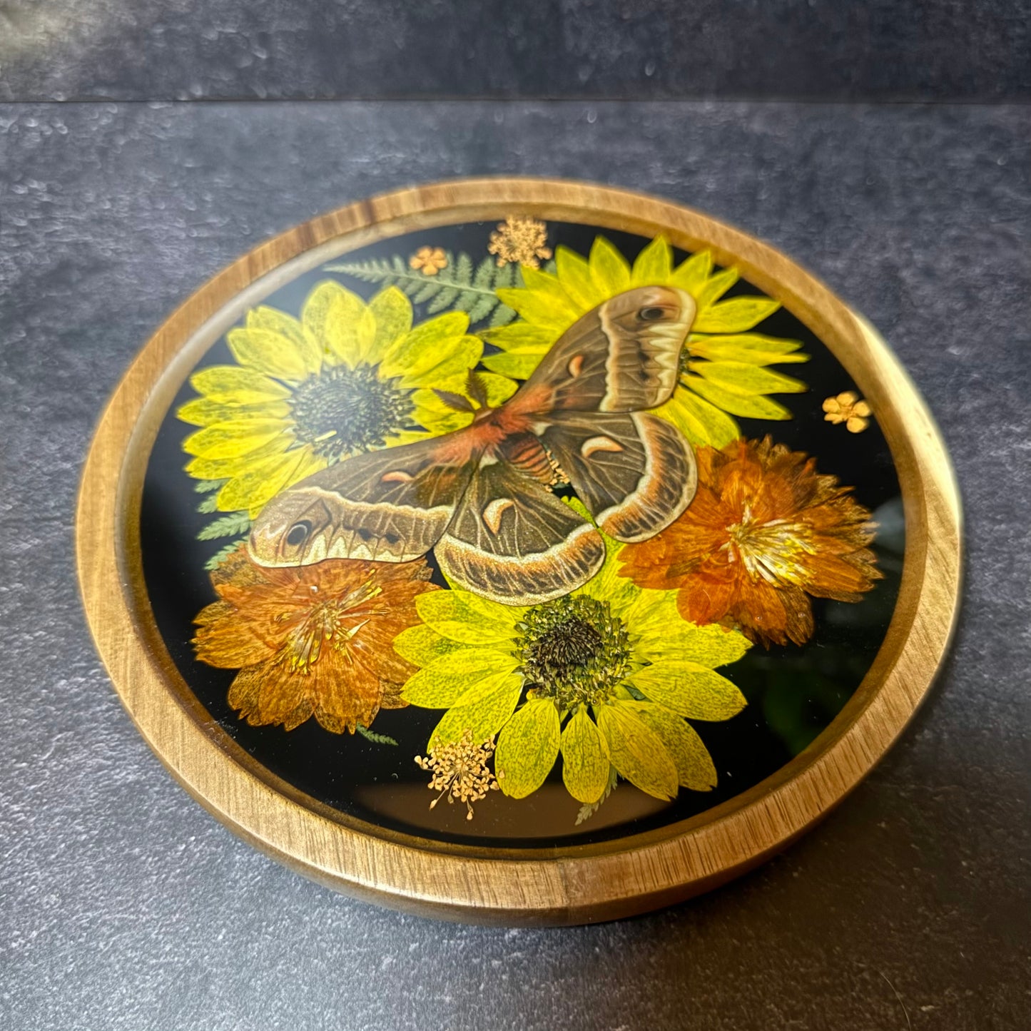 Round Crecopia Moth Tray