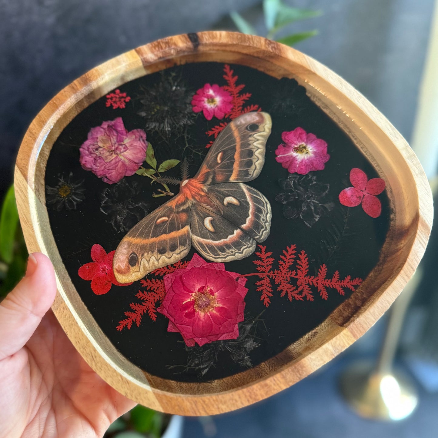 Irregular Cecropia Moth Tray