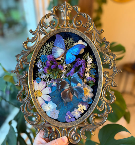 ✨Midnight Winged Sapphire✨