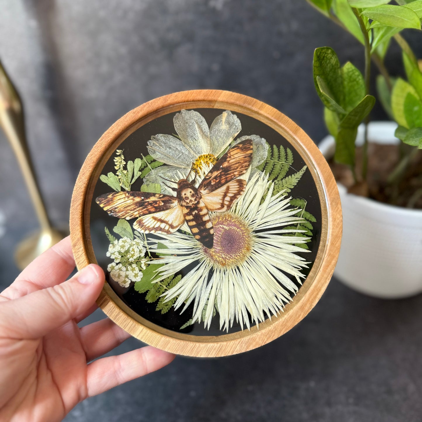 Round Death’s Head Moth Tray