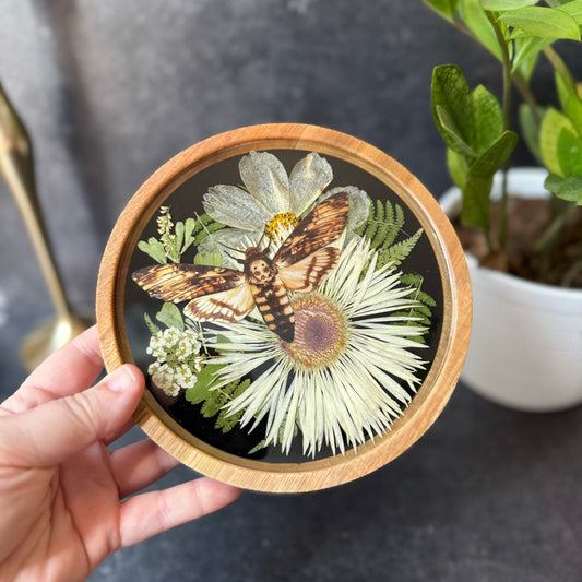 Round Death’s Head Moth Tray