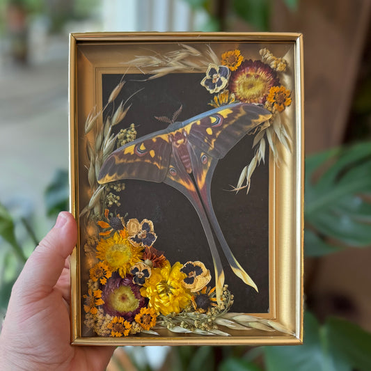 ✨Harvest Winged Bloom✨