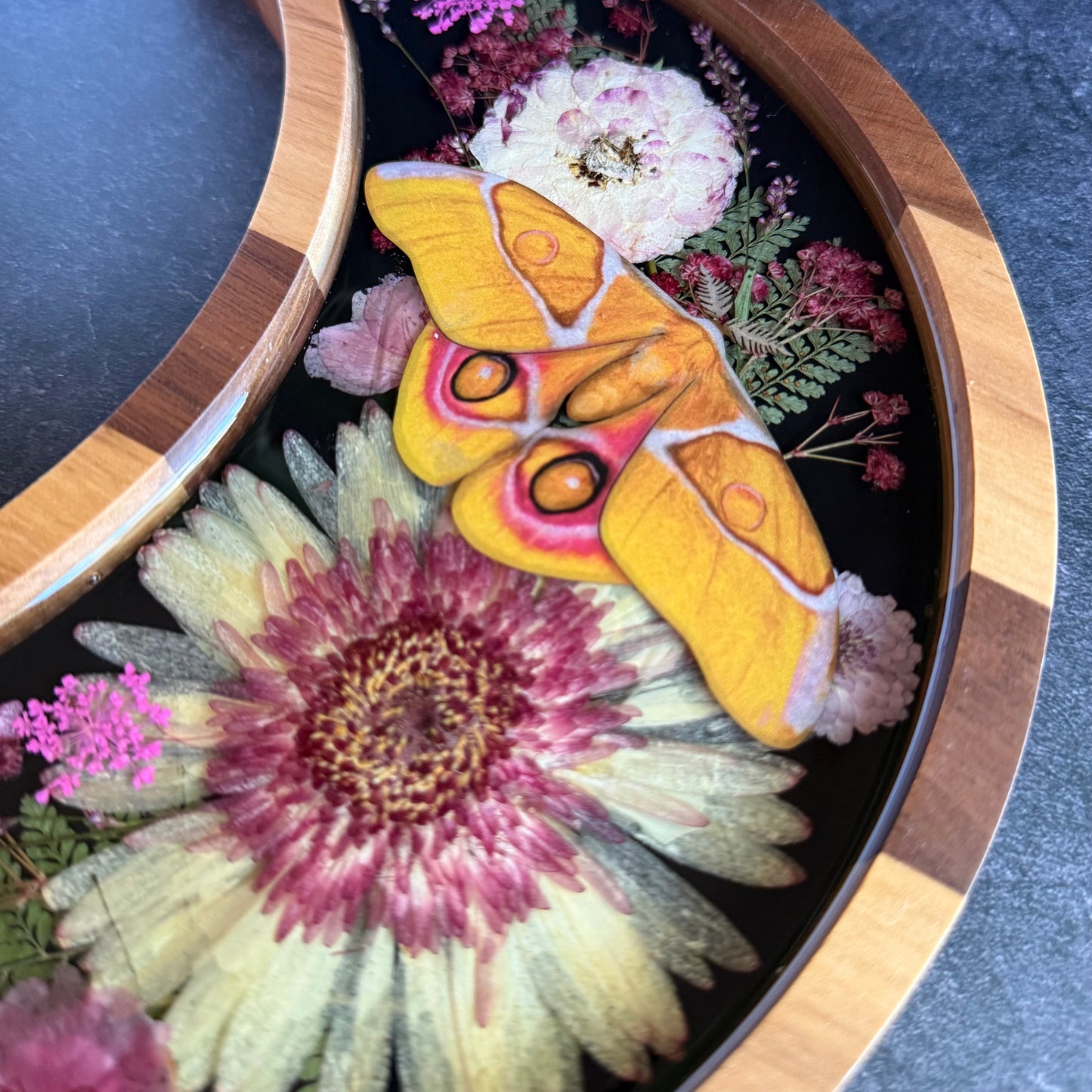 Crescent Moon Madagascan Bullseye Silk Moth Tray