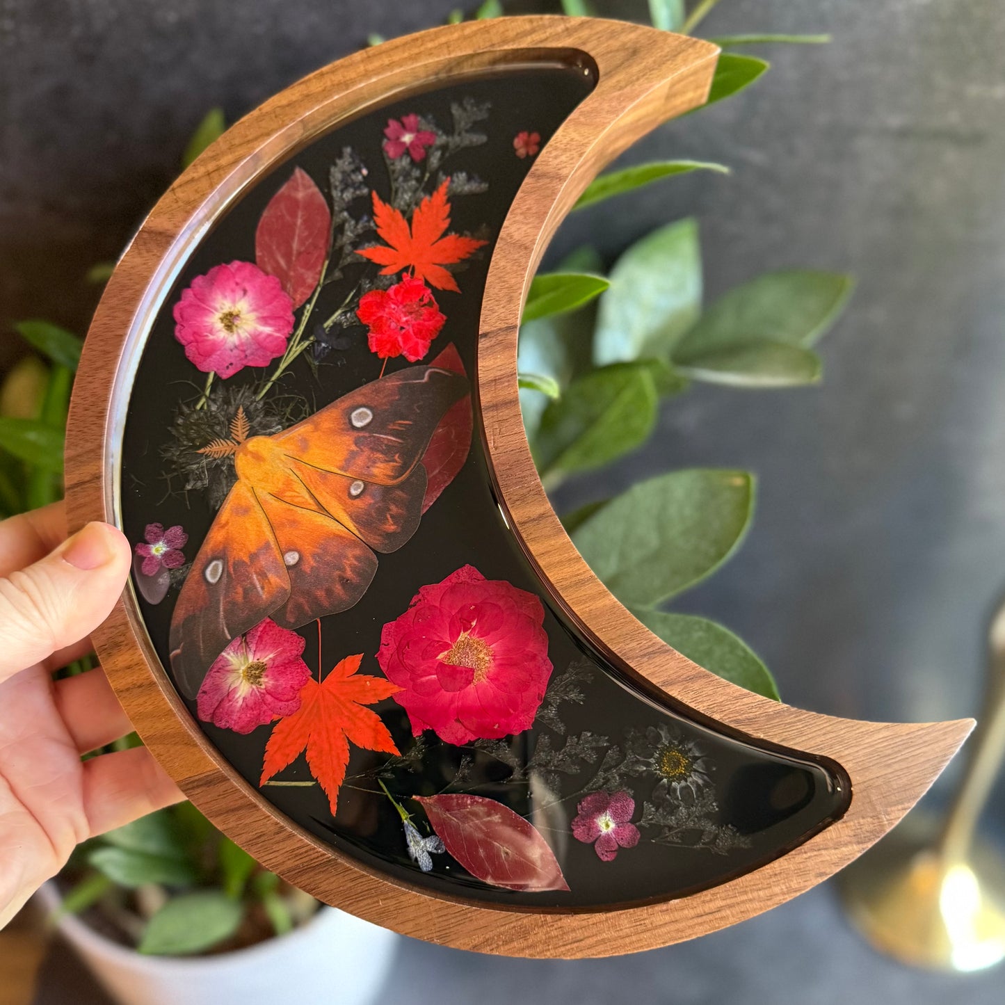 Crescent Moon Fire Moth Tray