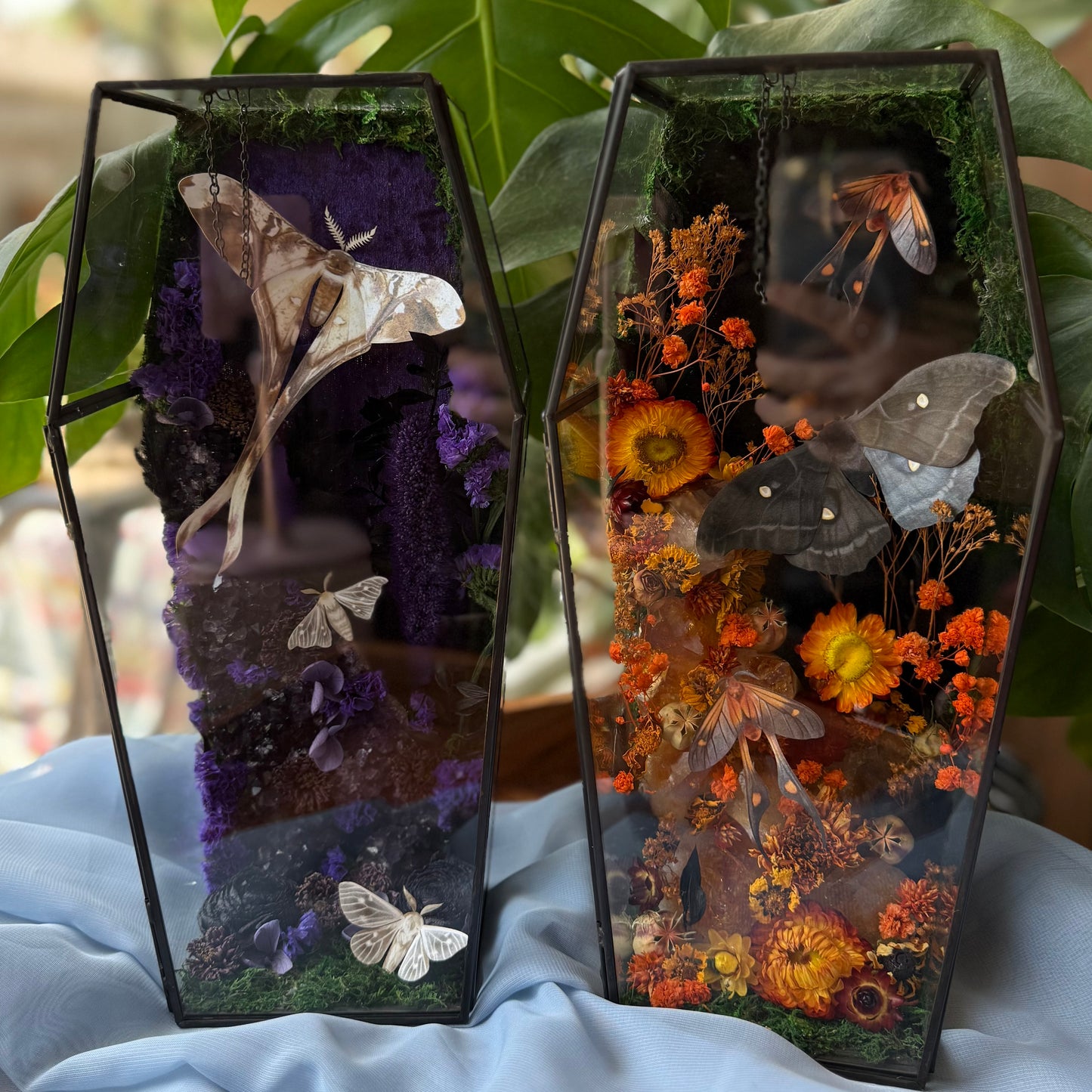 ✨The Citrine Hollow✨