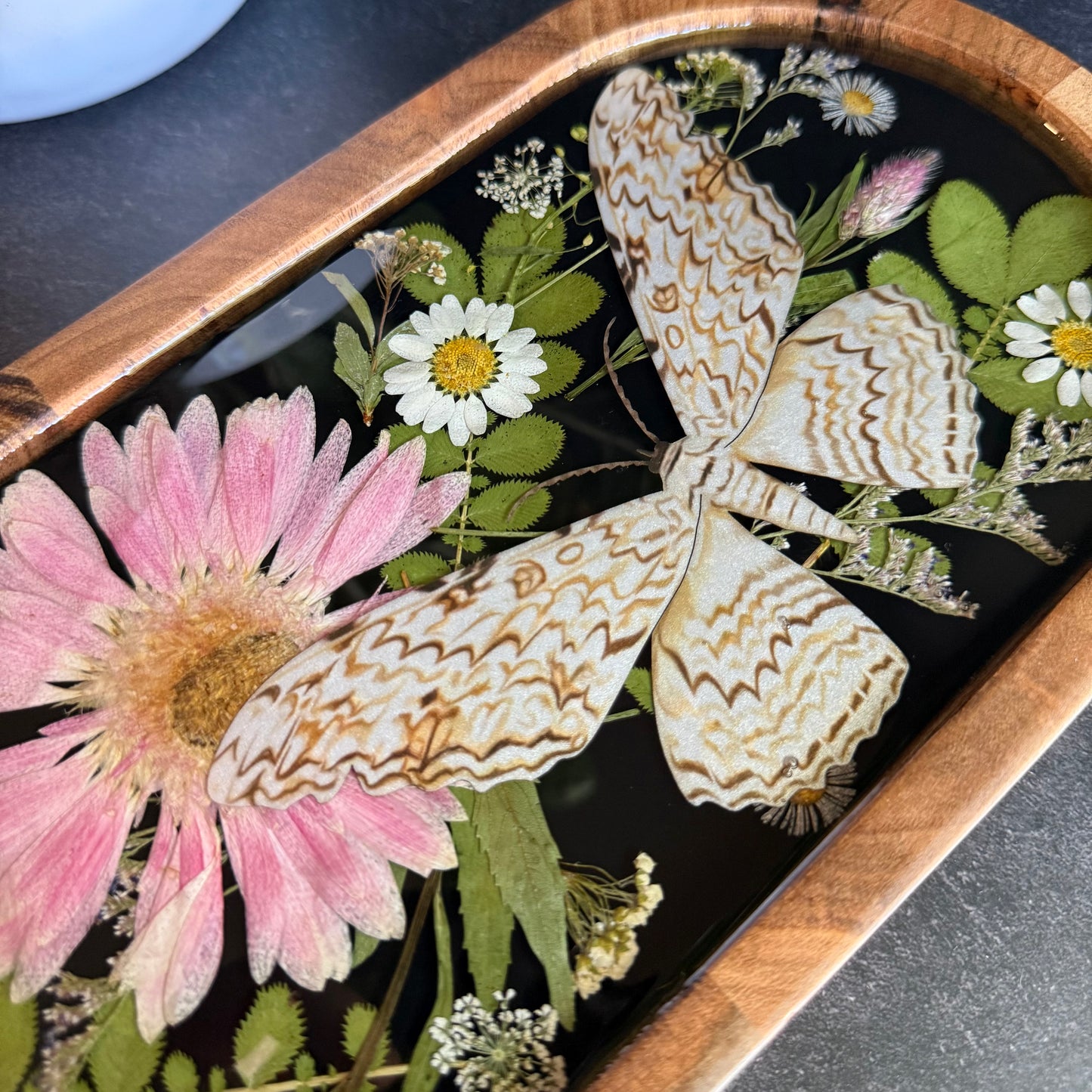 White Witch Moth Tray