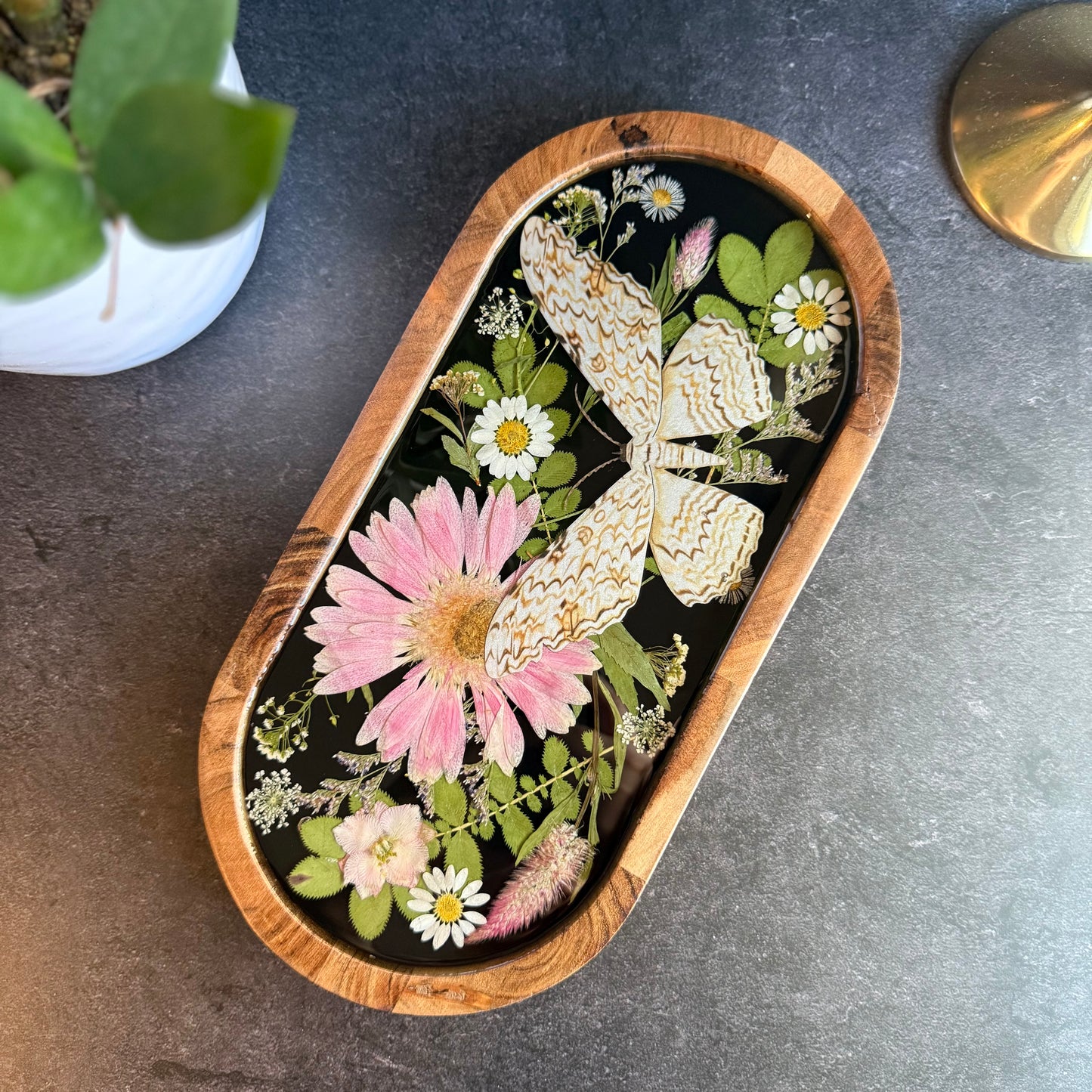 White Witch Moth Tray