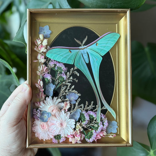 ✨Moonlight Wing Garden✨