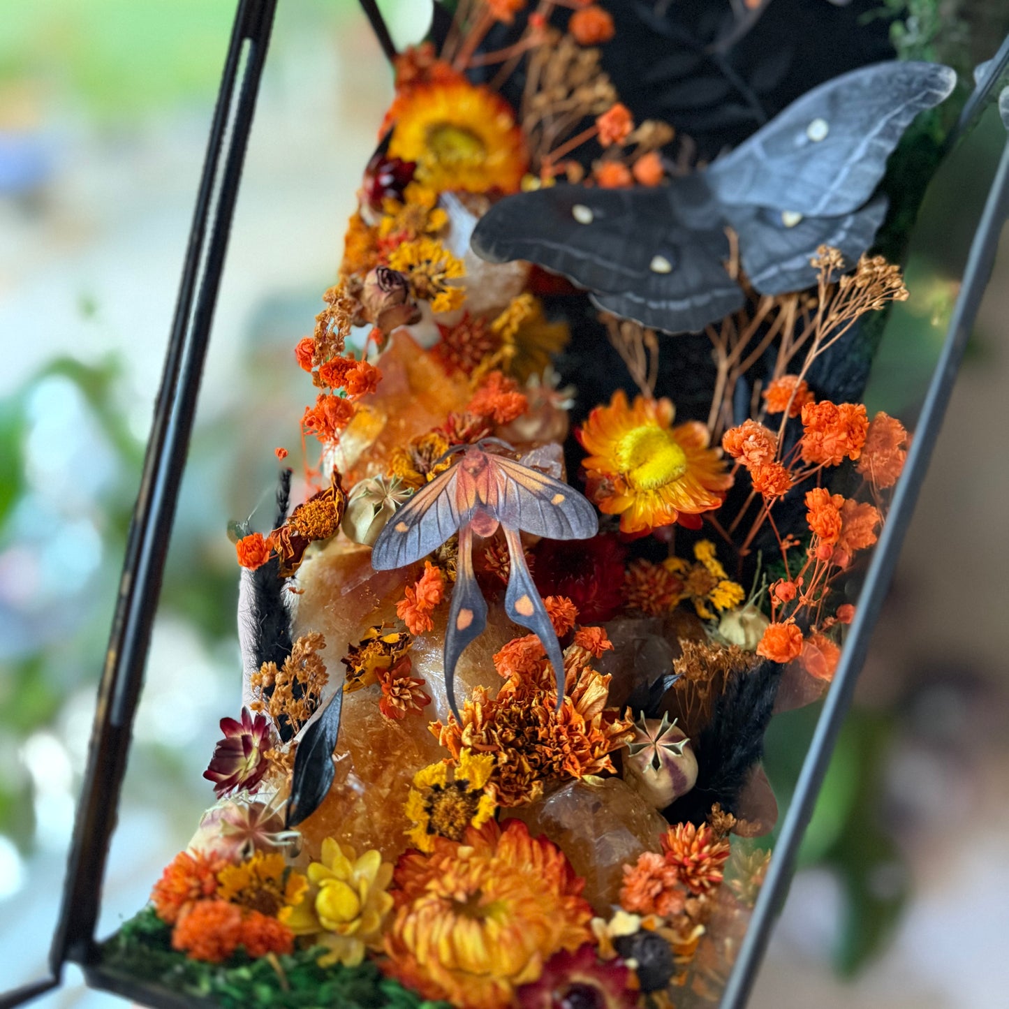 ✨The Citrine Hollow✨