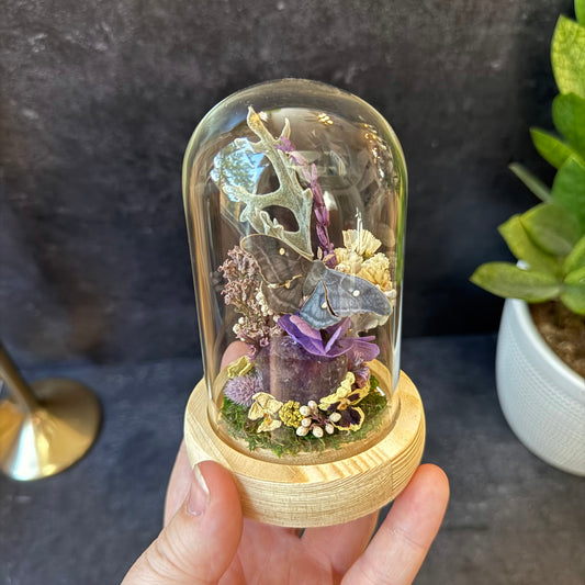 Mini Dark Polyphemus Moth & Amethyst Terrarium