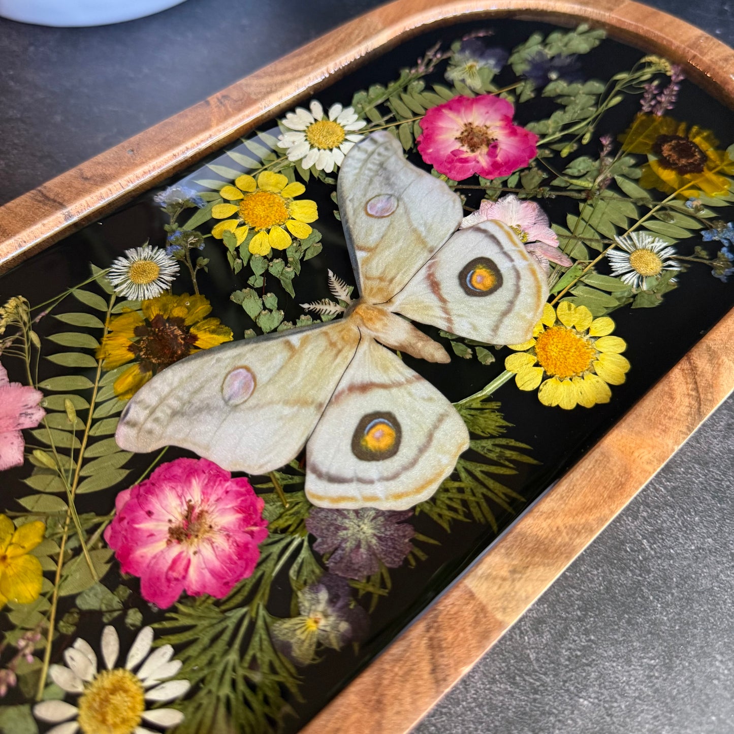 Emperor Gum Moth Tray