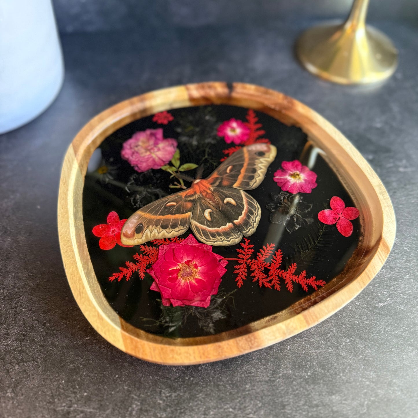 Irregular Cecropia Moth Tray