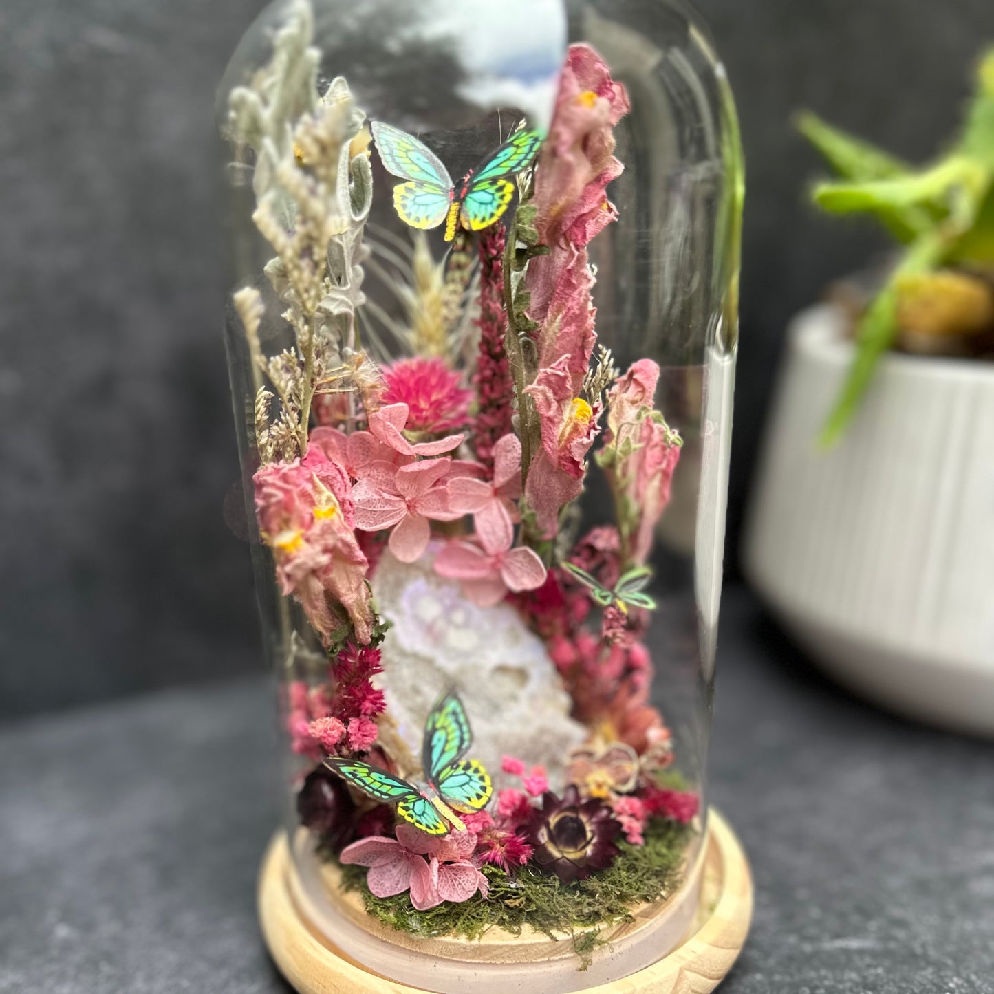 Rothschild Birdwing Butterfly & Aura Quartz Terrarium