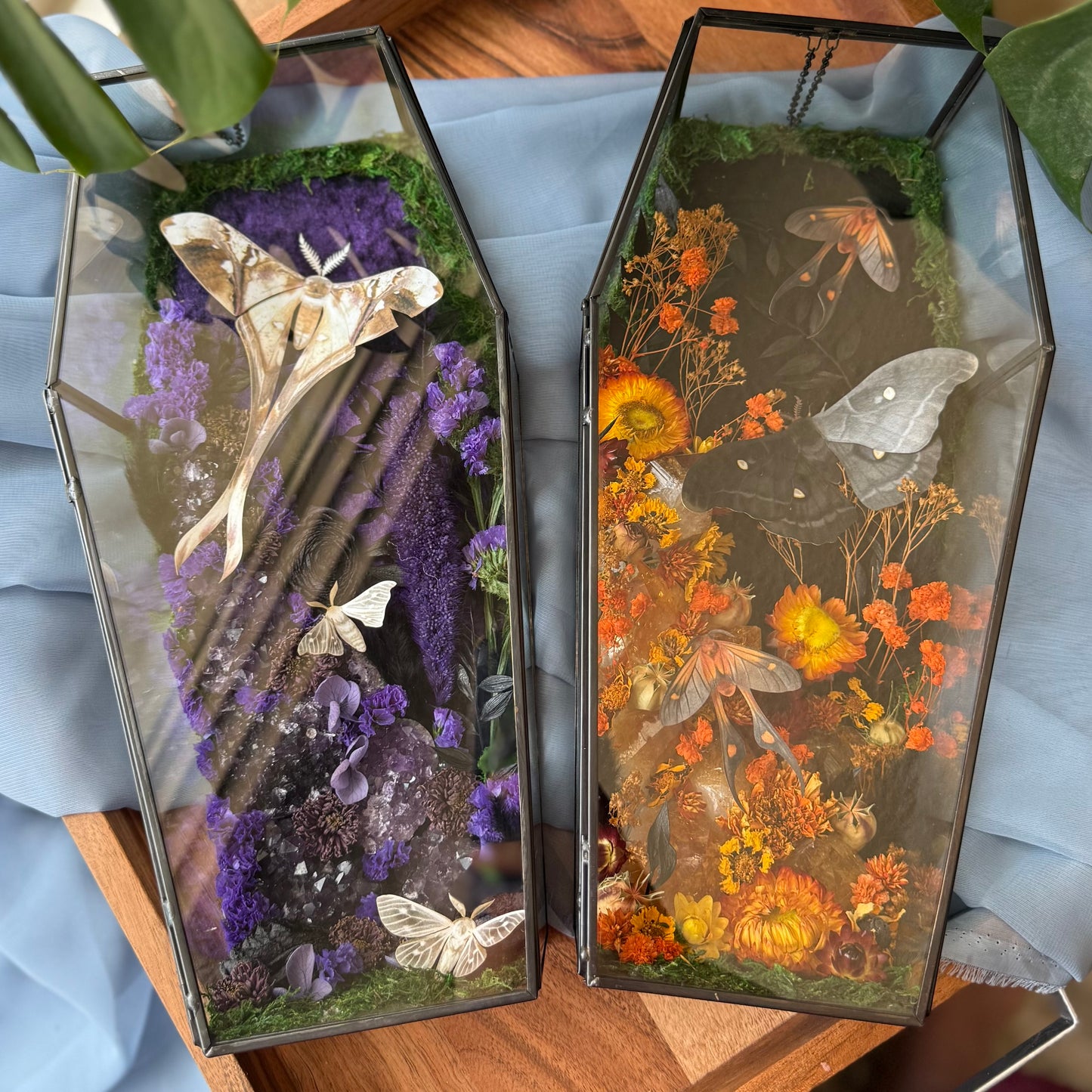 ✨The Citrine Hollow✨