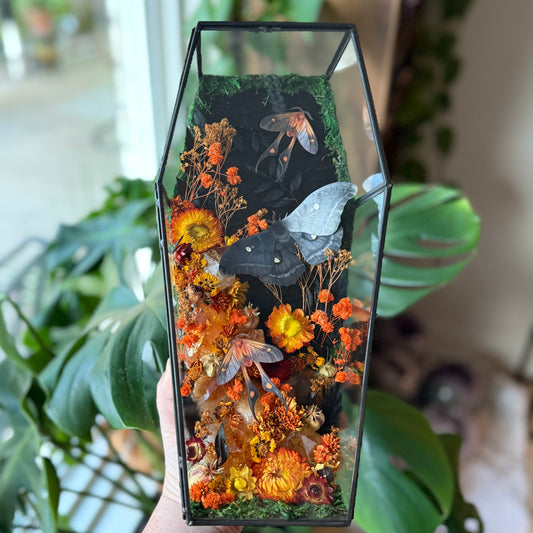 ✨The Citrine Hollow✨